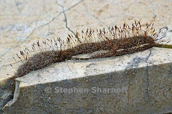 provence moss on gravestone graphic